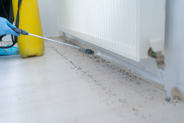 Best Rat Extermination Near Me  in Noroton, CT